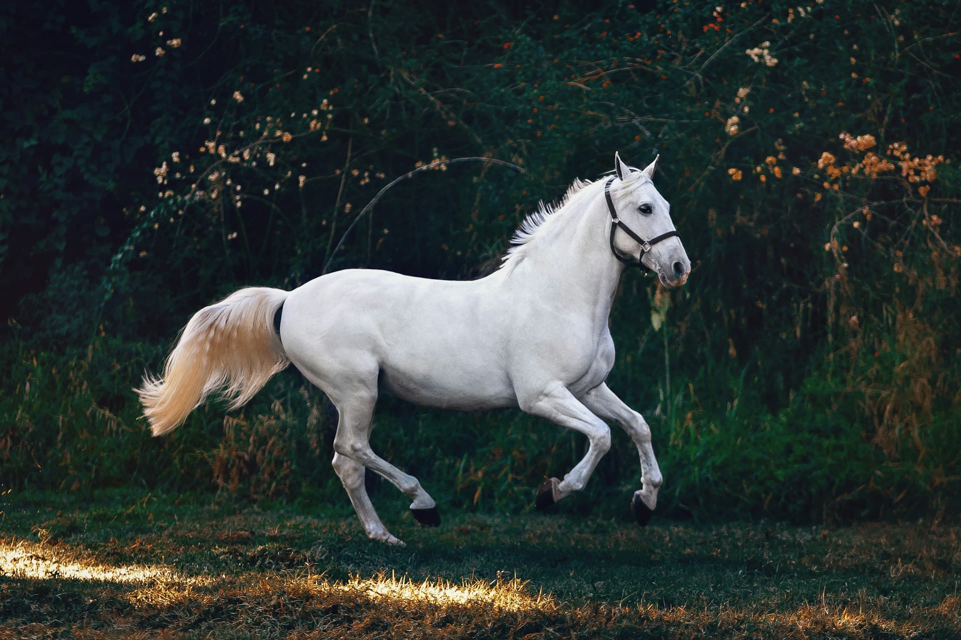 Faster Horse